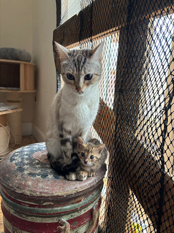 Stunning Bengal Kittens