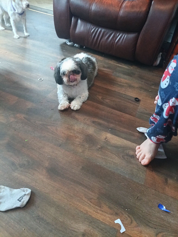 Shih tzu
