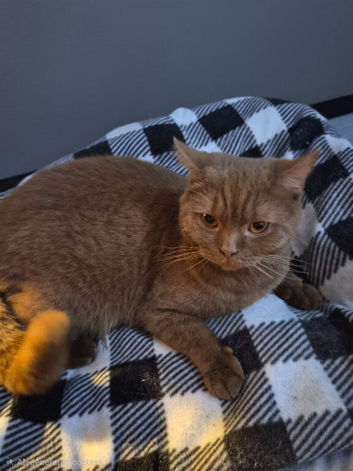 Stunning Cinnamon British Shorthair Female - &pound;1,000