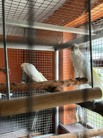Pair Bare Eyed cockatoos