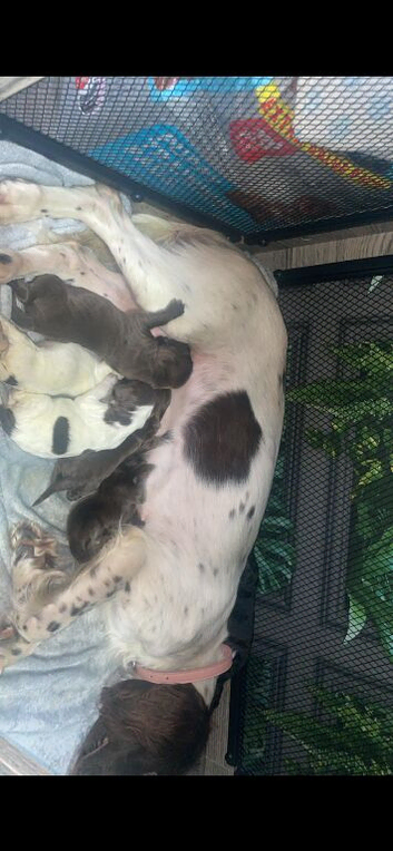 SPROCKER SPANIEL PUPPIES READY TO GO