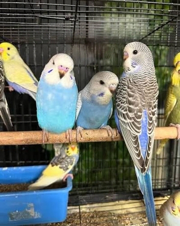 Budgies