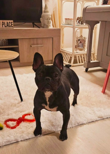 2 year old boston/French bulldog
