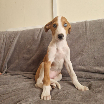 Hancock bred merle lurcher boys