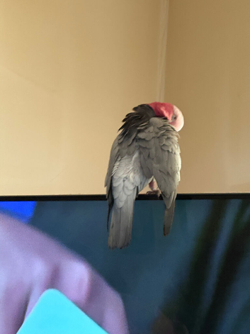 Galah cockatoo