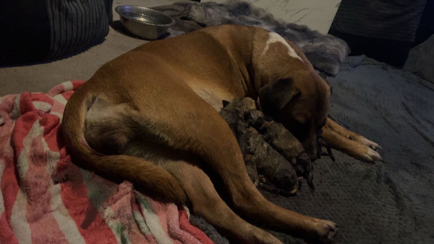 Beautiful cane corso x mastiff x border collie puppies