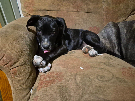 Cane corso x American bulldog puppy