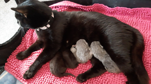 Persian kittens