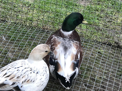 Pair of abocot call ducks