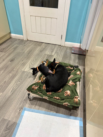 Mini pincher puppies