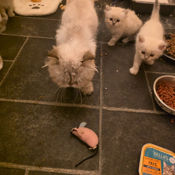 2 persain kittens  boy girl
