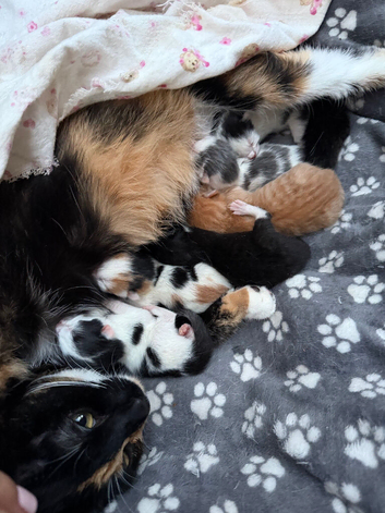 kittens for sale
