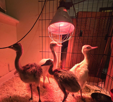 RHEA chicks