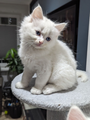 Magical Ragdoll kittens