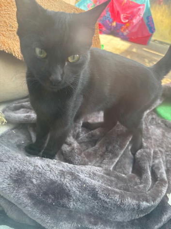 6 month old kittens