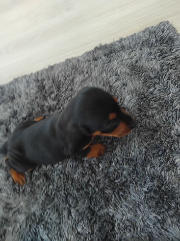 Doxiepoos ready to go