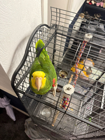 Double yellow headed amazon male