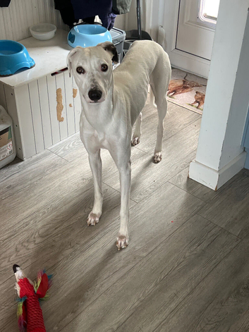 1yr old Lurcher looking for a new home