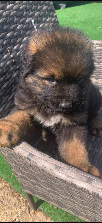 Caucasian shepherd x German shepherd boy