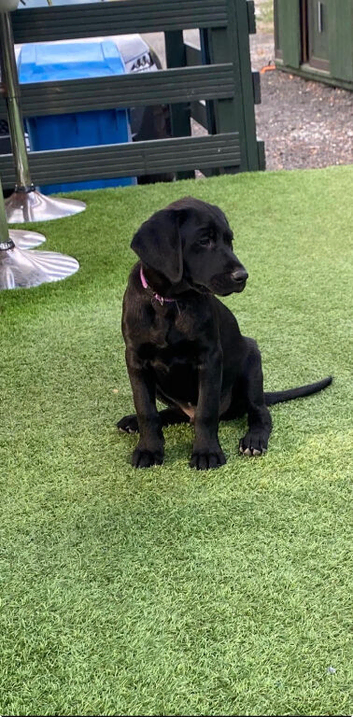 Flycatcher drakeshead labrador