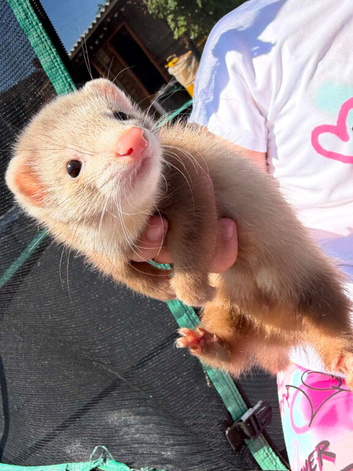 Ferrets