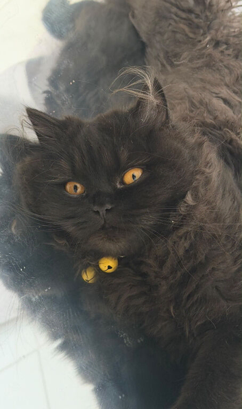 REDUCED!!! British longhair male
