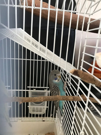 Split black face budgie