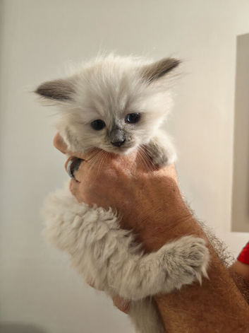 Tica registered Ragdoll kittens