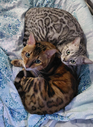 Beautiful Rosetted bengal kittens