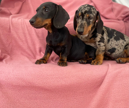 Miniature dachshund puppies