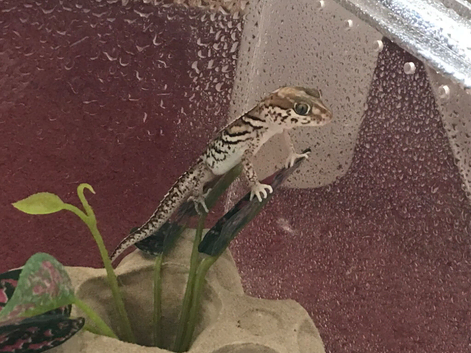 Madagascan Ground Gecko / Pictus Gecko