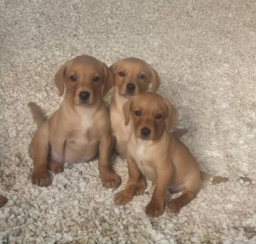 Red/yellow labrador puppiew