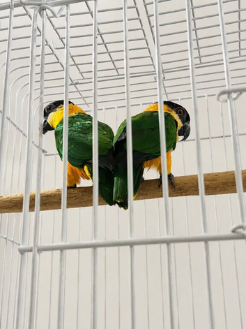 Pair of dna BH caiques