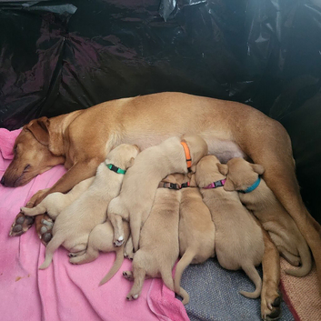 Fox Red labrador puppies