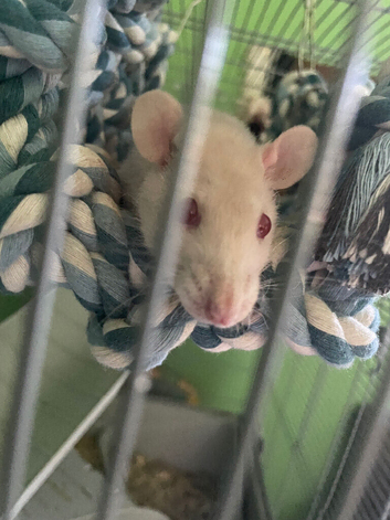 2 female rats