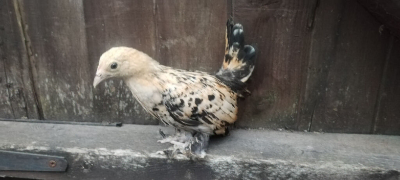 Young hen booted bantam