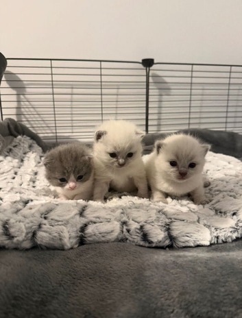 Ragdoll X British Shorthair Kittens