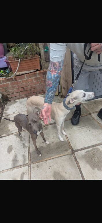 Whippet crossed Italian greyhound