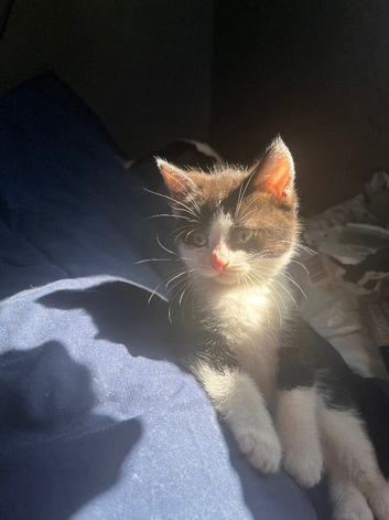 female kitten ready to go