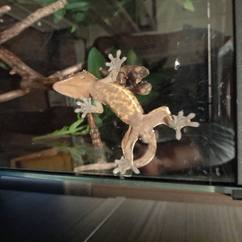 Crested Gecko and full set up.