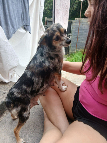 chihuahua x norfolk terrior