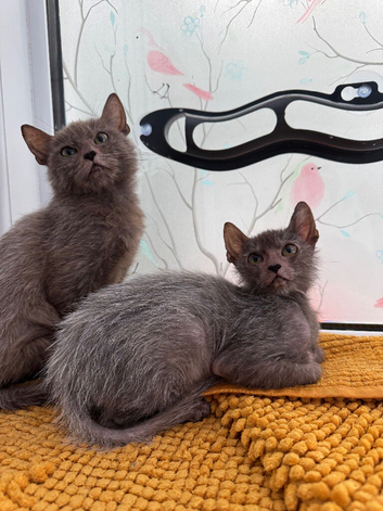Lykoi girls
