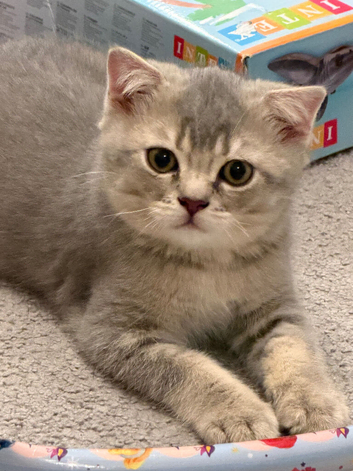 Full Pedigree TICA Kittens