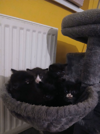 Kittens for sale