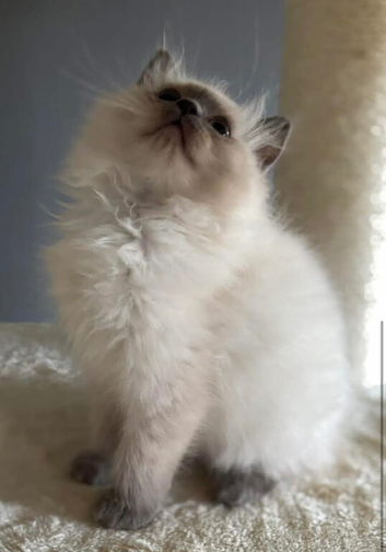 Stunning blue mitted girl available