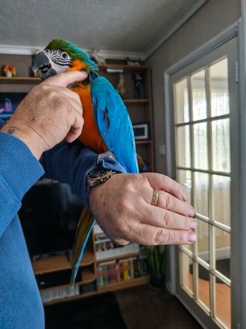 Blue and gold baby macaw hen