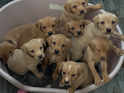 KC Registered Fox red labrador puppies ready 27th May