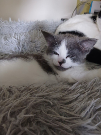 Two  beautiful boys and one beautiful girl  kittens