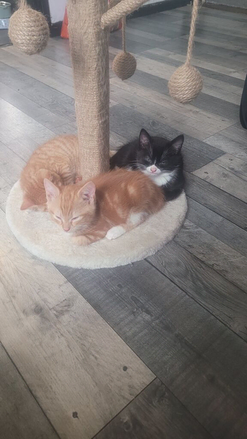 5 mounth old cat for sale