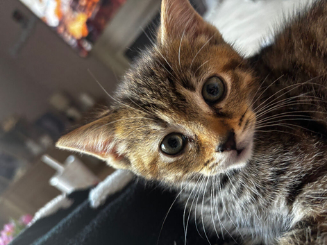 14 week old kitten